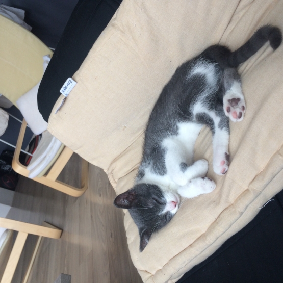Image pour l'annonce Donne chaton male