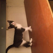 Image pour l'annonce Donne chaton male