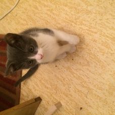 Image pour l'annonce Donne chaton male