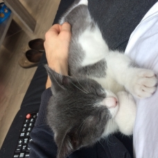 Image pour l'annonce Donne chaton male