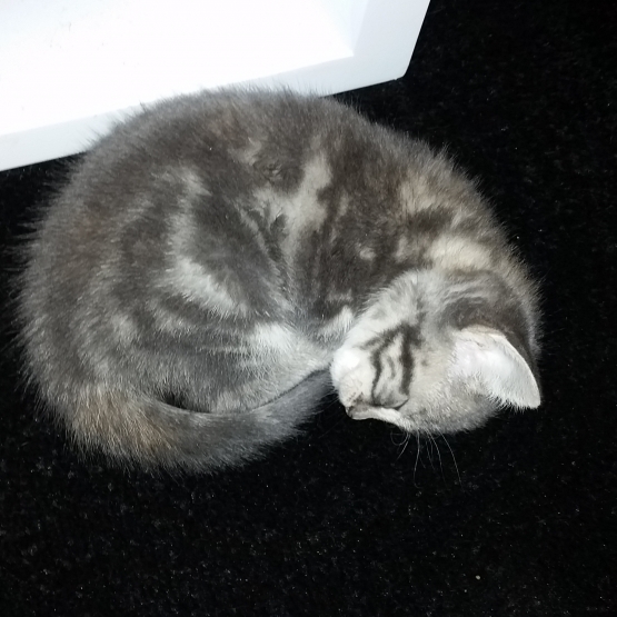 Image pour l'annonce Donne Chaton