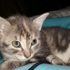 Image pour l'annonce Donne Chaton