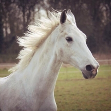 Image pour l'annonce VEND CHEVAL DE SPORT