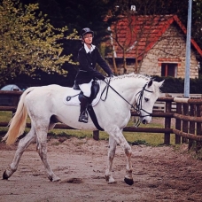 Image pour l'annonce VEND CHEVAL DE SPORT