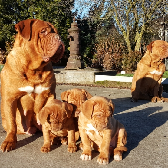 Image pour l'annonce Dogue de Bordeaux