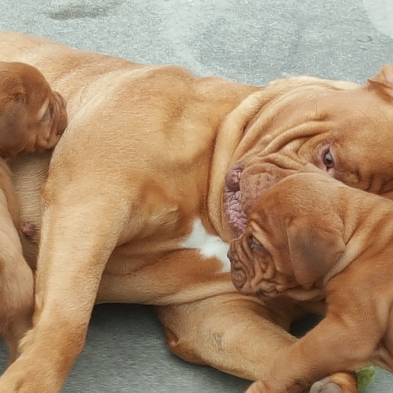 Image pour l'annonce Dogue de Bordeaux