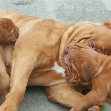 Image pour l'annonce Dogue de Bordeaux
