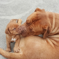 Image pour l'annonce Dogue de Bordeaux