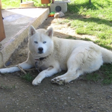Image pour l'annonce husky siberian