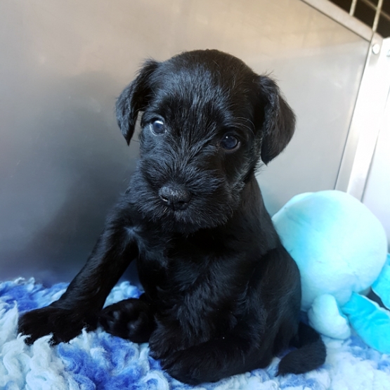 Image pour l'annonce Femelle schnauzer nain noir