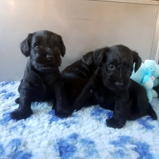 Image pour l'annonce Femelle schnauzer nain noir