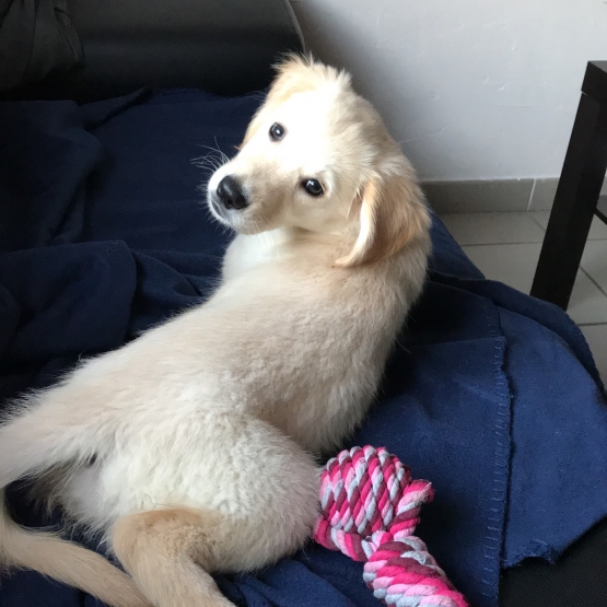Image pour l'annonce Vend chien type golden retriever