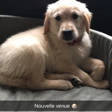 Image pour l'annonce Vend chien type golden retriever