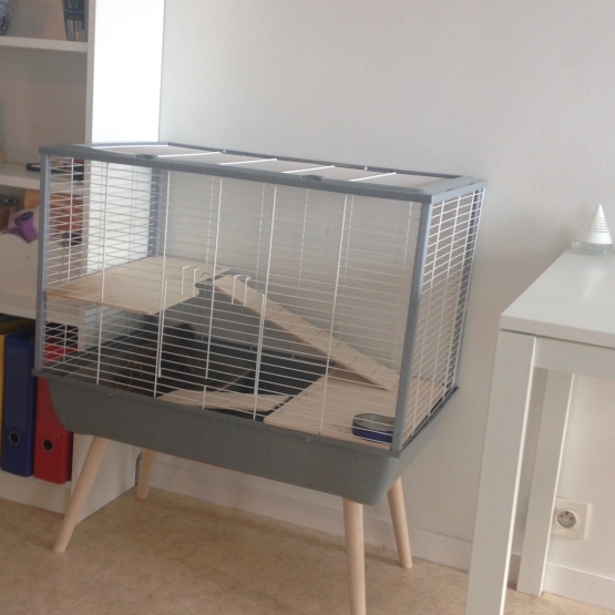 Image pour l'annonce Lapin Angora Extra-Nain avec sa Cage sur Pieds et tout ses accessoires.