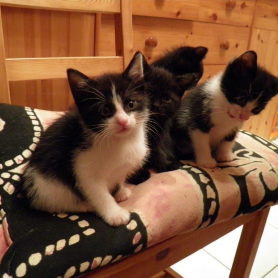 Image pour l'annonce Donne 3 chatons 2 mois