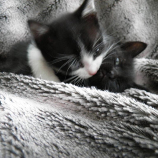 Image pour l'annonce Donne 3 chatons 2 mois