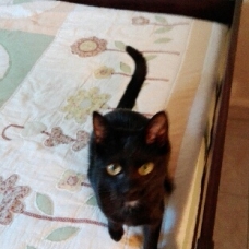 Image pour l'annonce Chats abandonnés à adopter