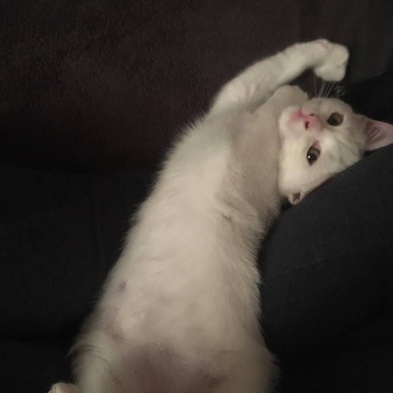 Image pour l'annonce Petite chatonne blanche aux yeux verts adorable