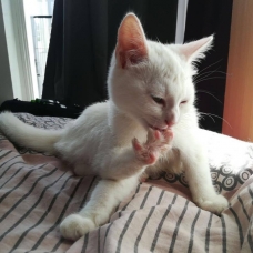 Image pour l'annonce Petite chatonne blanche aux yeux verts adorable