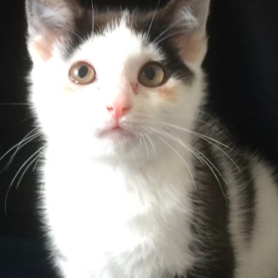 Image pour l'annonce donne chaton