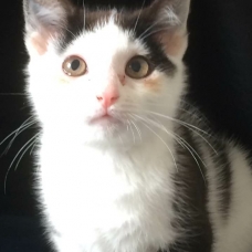 Image pour l'annonce donne chaton