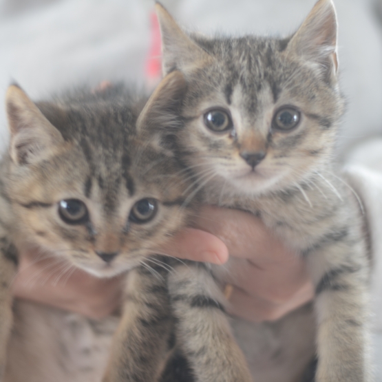 Image pour l'annonce donne chatons