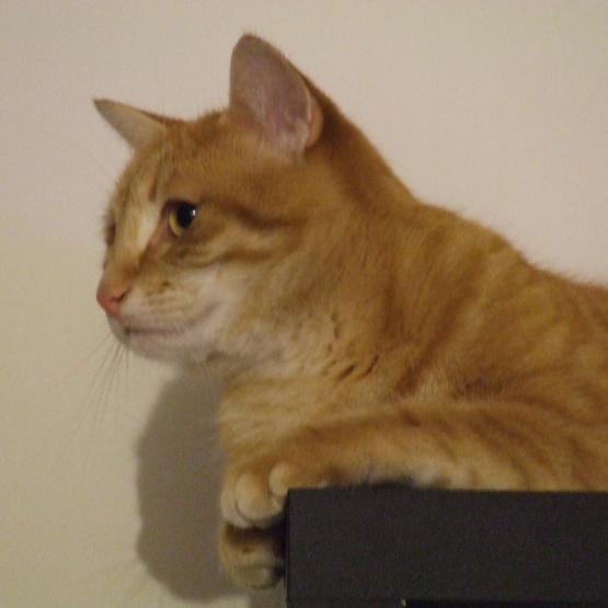 Image pour l'annonce Deux grands et beaux chats