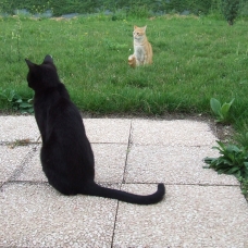 Image pour l'annonce Deux grands et beaux chats