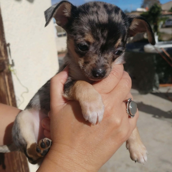 Image pour l'annonce vends chiot type chihuahua non lof