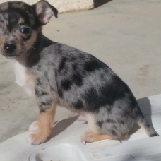 Image pour l'annonce vends chiot type chihuahua non lof