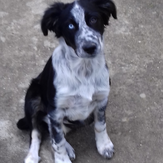 Image pour l'annonce Donne chiot croisé border collie