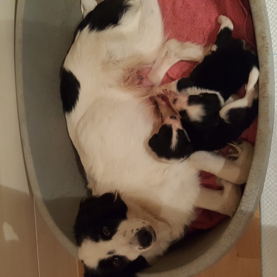 donne chiots border collie Isère (38) GRATUIT sur