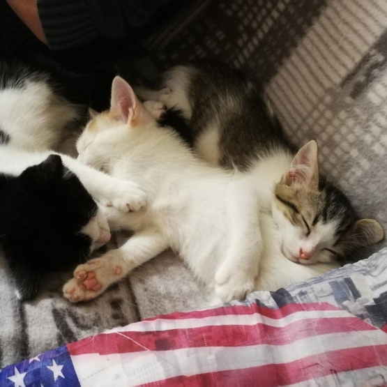 Image pour l'annonce donne 3 chatons