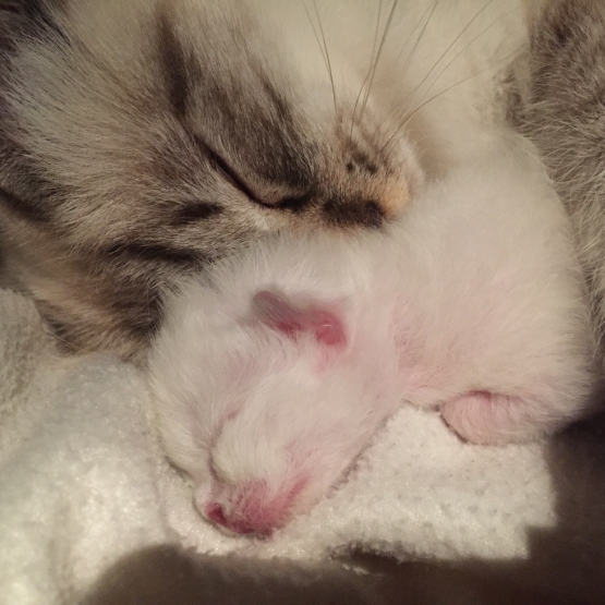 Image pour l'annonce A RESERVER CHATON