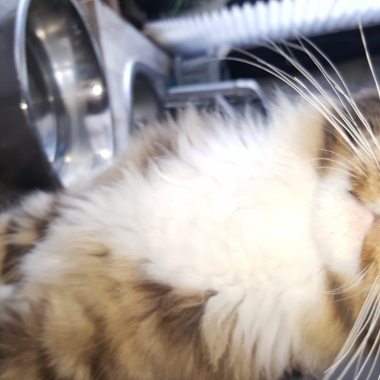 Image pour l'annonce Chat main coon