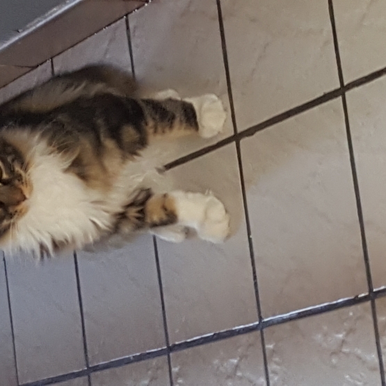 Image pour l'annonce Chat main coon