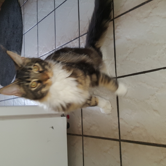Image pour l'annonce Chat main coon