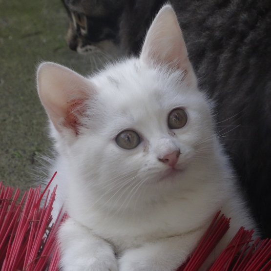 Image pour l'annonce 3 beaux chatons à vendre