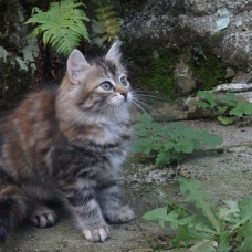 Image pour l'annonce 3 beaux chatons à vendre