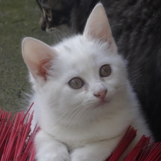 Image pour l'annonce 3 beaux chatons à vendre