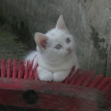 Image pour l'annonce 3 beaux chatons à vendre