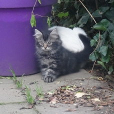 Image pour l'annonce 3 beaux chatons à vendre