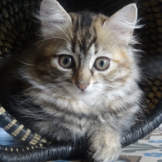 Image pour l'annonce 3 beaux chatons à vendre