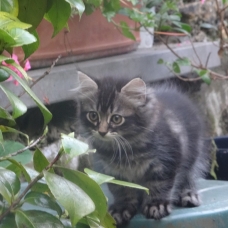 Image pour l'annonce 3 beaux chatons à vendre