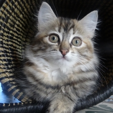 Image pour l'annonce 3 beaux chatons à vendre