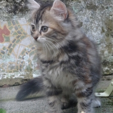 Image pour l'annonce 3 beaux chatons à vendre
