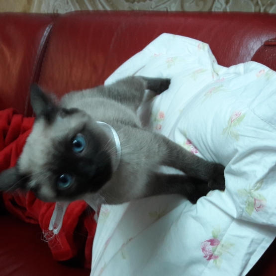 Image pour l'annonce Vends chaton siamois Blue point