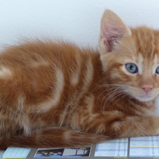 Image pour l'annonce Recherche chatons a donner