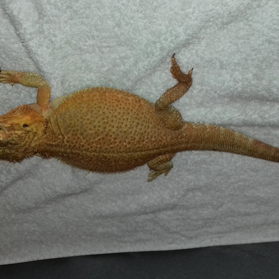 Image pour l'annonce Vend pogona