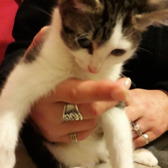 Image pour l'annonce Donne chaton femelle